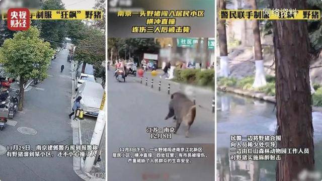 多地频现野猪伤人致害！为什么不能放开猎捕？记者调查