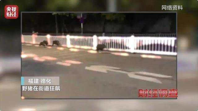 多地频现野猪伤人致害！为什么不能放开猎捕？记者调查