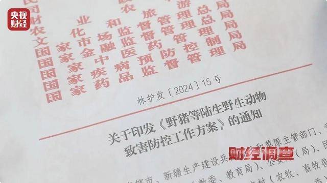 多地频现野猪伤人致害！为什么不能放开猎捕？记者调查