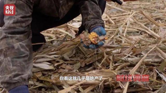 多地频现野猪伤人致害！为什么不能放开猎捕？记者调查