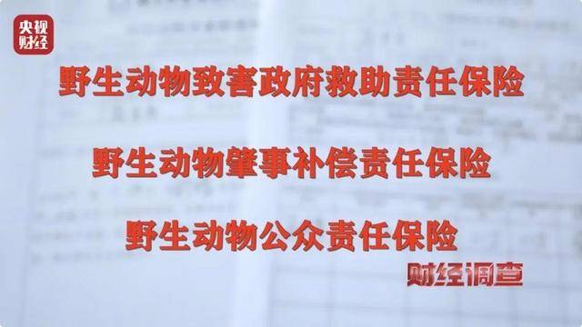 多地频现野猪伤人致害！为什么不能放开猎捕？记者调查