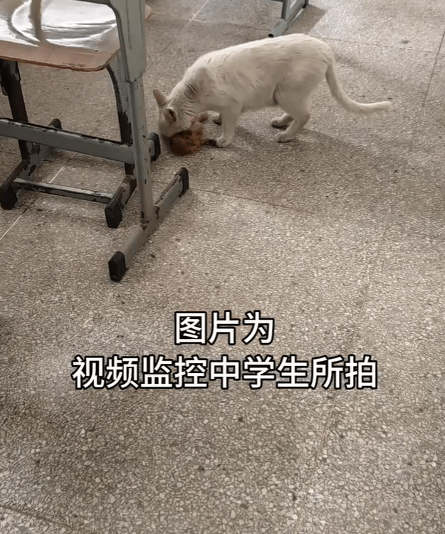 流浪猫尸首分离被塞进课桌，谁干的？高校公布监控，惊呆很多人