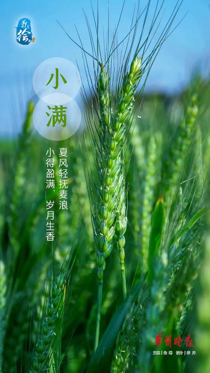 郑在绘报 | 今日小满