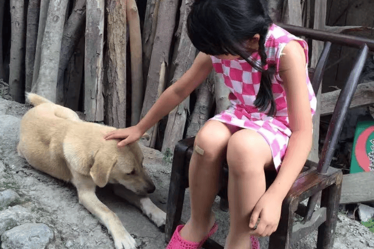 解禁中华田园犬背后的社会发展变迁