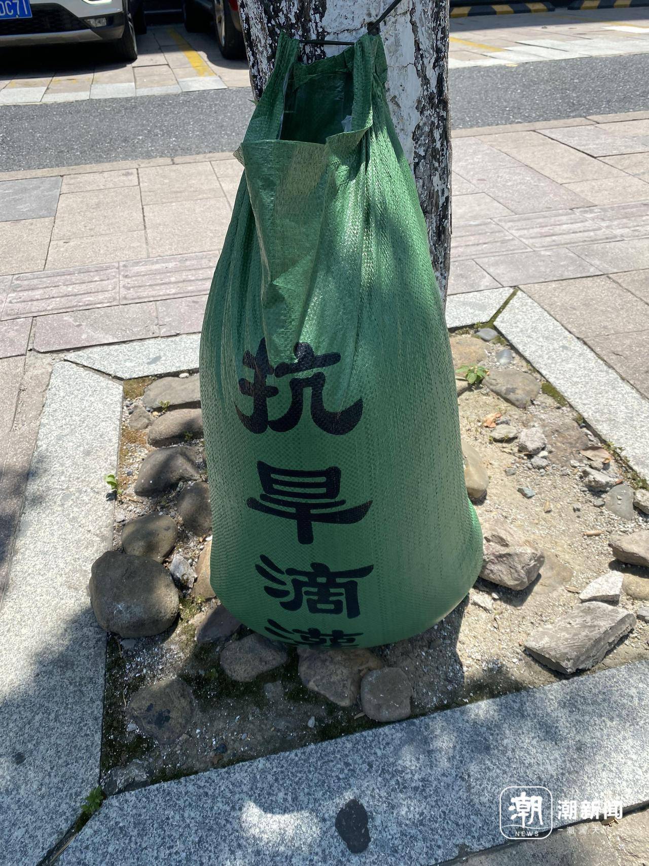 高温暴击下的杭州，行道树为何围上“绿肚兜”？