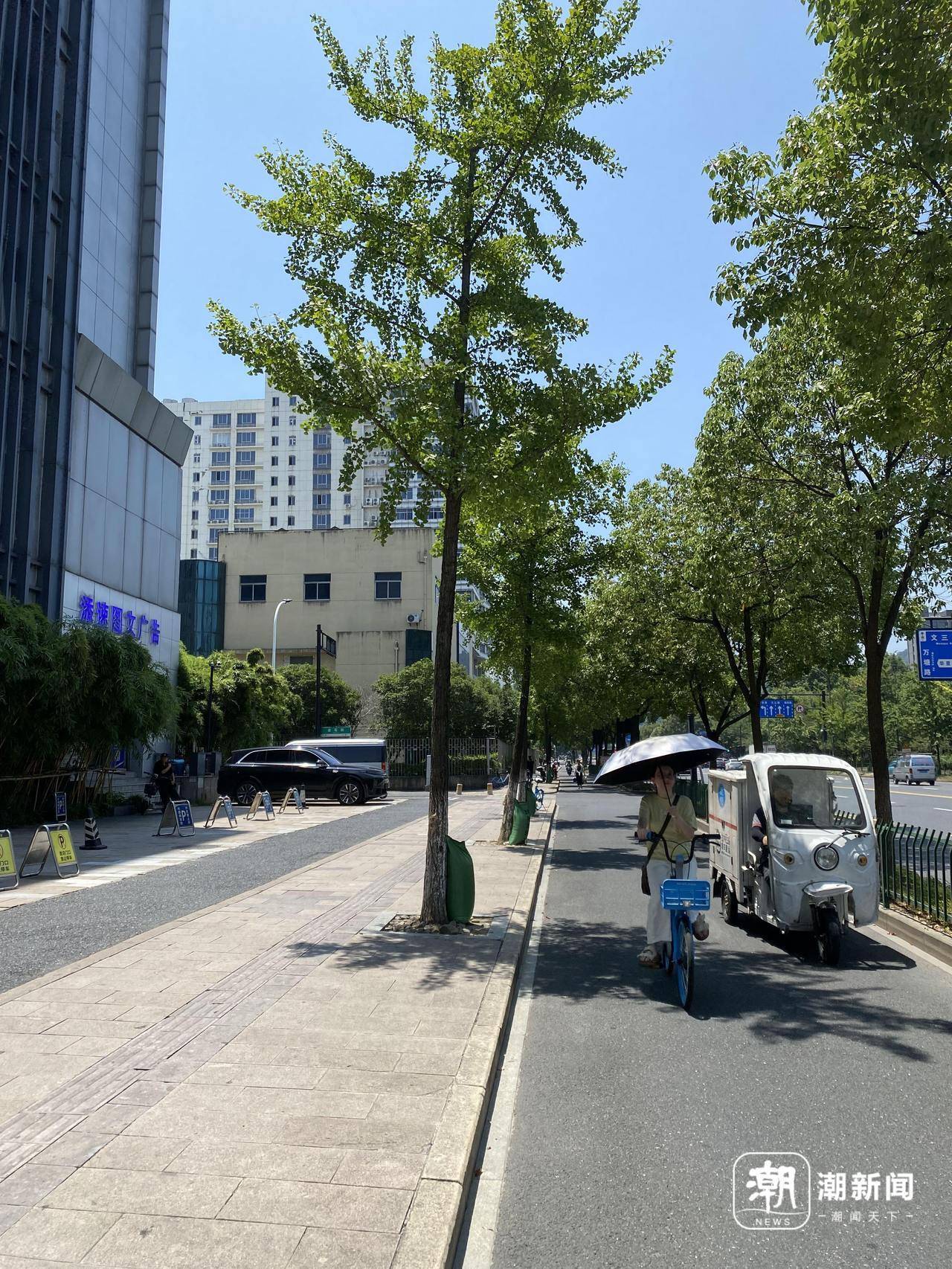 高温暴击下的杭州，行道树为何围上“绿肚兜”？